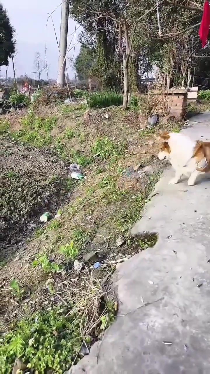 直升飞基！这狗子太有趣了！